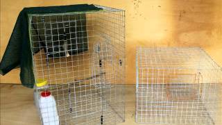 How to build a PG Trap for Indian Mynas [upl. by Simpkins667]