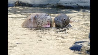 Erste Schwimmstunde für Hagenbecks Walrossbaby [upl. by Westhead]