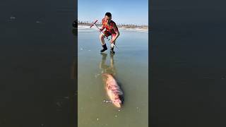 Man removes fish from ice 🧊 shortsvideo [upl. by Aysahc]