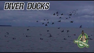 Open Water Diver Duck Hunt 3 man limit [upl. by Gibun]