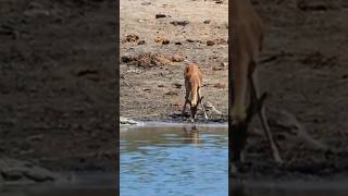 Crocodile not allow deer to drink waterwildlife [upl. by Einrae689]