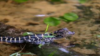 Baby Alligator chirping [upl. by Siddon]