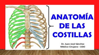 🥇 Anatomía de las COSTILLAS Rápida Fácil y Sencilla [upl. by Tat471]