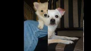 PomChi Mix breed Dogs from Puppy to Dog [upl. by Searle]