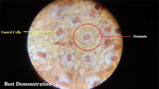 Biology Demo  viewing stomata of leaf under compound microscope  Grade 712 [upl. by Hedgcock996]