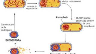 Biología  Endospora [upl. by Edita827]