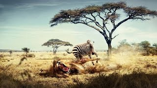 National Geographic Documentary  African Wildlife  Nat Geo wild [upl. by Korey]