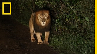 A Riveting Encounter with a Rare BlackManed Lion  National Geographic [upl. by Aydin]