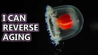 Immortal Jellyfish facts Turritopsis dohrnii  Animal Fact Files [upl. by Ameg]