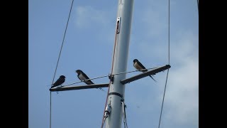 Sailing Greatcircle  Stromboli to Sicily ep40 [upl. by Atneuqal]