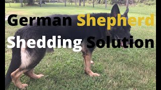 How to deal with German Shepherd shedding issues [upl. by Ludewig]