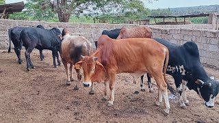 BEEF FEEDLOT SUCCESSFUL BUSINESS TO VENTURE [upl. by Talie]