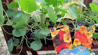 How to grow nasturtium from seeds tips and advice [upl. by Drucilla988]