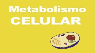 Metabolismo celular [upl. by Harness]