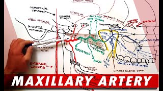 MAXILLARY ARTERY and its Branches  Anatomy Tutorial [upl. by Yniatirb]