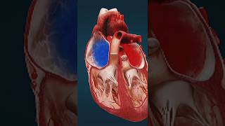 Electrical Conduction system Of Heart shorts science [upl. by Sivehc766]