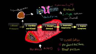 Video 5 Vasodilator amp Antianginal Drugs [upl. by Annairdua]