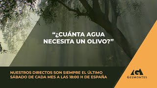 ¿Cuánta agua necesita un olivo [upl. by Evelc]