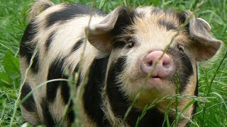 Kunekune Pigs  Homestead Sized True Grazers [upl. by Econah]