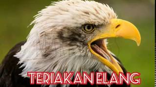 SUARA BURUNG ELANG untuk masteran [upl. by Sidoon]