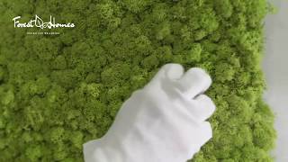 Moss Panels Installation with mounting adhesive  Forest Homes [upl. by Llesig807]