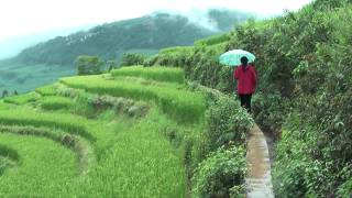 Walking the Rice Terraces in Yuanyang [upl. by Wenn]