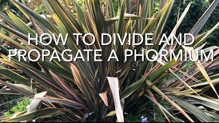 How To Divide And Propagate Phormium Dividing New Zealand Flax [upl. by Ahsema]