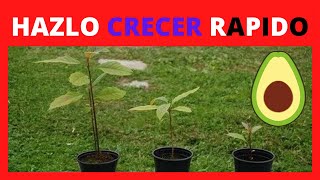 Como Hacer CRECER un Arbol de Aguacate RAPIDO 🥑 [upl. by Ernst790]