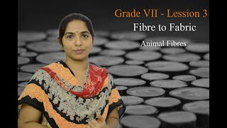 Class 7  Lesson 3  Fibre to fabric Animal Fibres  Part1V1 [upl. by Htiffirg390]