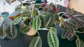 Maranta Leuconeura Prayer Plant Care and Propagation [upl. by Aztilay]