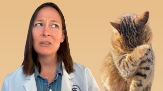 The 10 Most Common Cat Owner Mistakes Explained by a Vet [upl. by Adas]