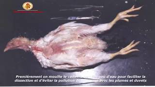 Dissection dun poulet تشريح الدجاج [upl. by Meeks]