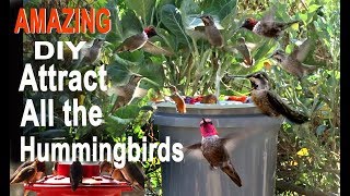 Endless Water Hummingbird Bird BathCHEAP DIY Attracts Birds Solar Powered Water Fountain in Garden [upl. by Talich406]