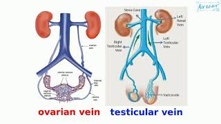 gonadal vein [upl. by Goldi581]