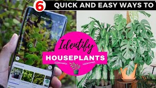 6 Quick and Easy Ways to Identify Houseplants [upl. by Philana43]