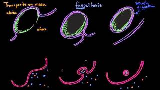 Endocitosis fagocitosis y pinocitosis  Membranas y transporte  Biología  Khan Academy en Español [upl. by Sherilyn]