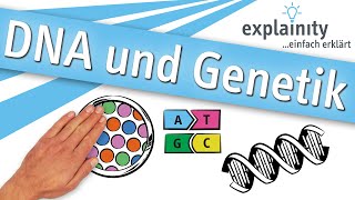 DNA und Genetik einfach erklärt explainity® Erklärvideo [upl. by Xenos977]