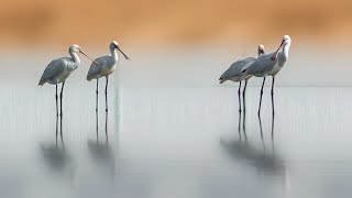 Beautiful Eurasian Spoonbill Preening in Peaceful Environment [upl. by Herstein]