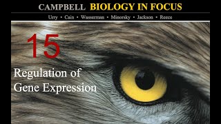 Biology in Focus Chapter 15 Regulation of Gene Expression [upl. by Auhsot253]