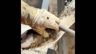 Mastering Cows Hoof Hygiene StepbyStep Cleaning and Treatment [upl. by Retsev644]