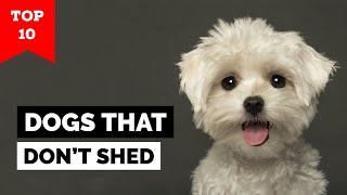 Top 10 Hypoallergenic Dog Breeds in the world [upl. by Saunderson]