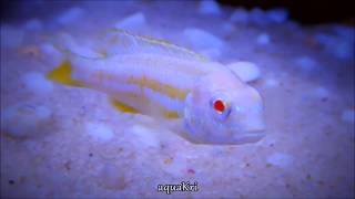 Albino Auratus Fish Melanochromis Auratus Cichlid [upl. by Eetsud]