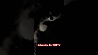 ASMR PURRS FROM CAT [upl. by Moyra]