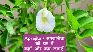 एक अपराजिता के पौधे को घर में कहाँ लगाएँ Aprajita plant care tips [upl. by Phyllys]