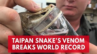 This deadly Taipan snake broke the record for most venom enough to kill 100 humans [upl. by Dorothea83]