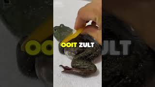 Deze Kikker Wordt Verwend 🐸 [upl. by Desdemona]