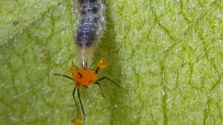 Syrphid Fly  Hover Fly Larva Catching and Feeding on Aphids Syrphidae [upl. by Nicko]