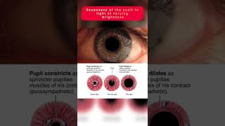 Responses of the pupil to light of varying brightness 🔆 subscribe [upl. by Clere]