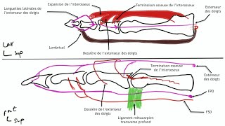 Arthrologie du membre supérieur Anatomie de la main [upl. by Grace306]