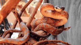 Neotropical bird snake📍Parque Reptilandia Costa Rica [upl. by Briant]